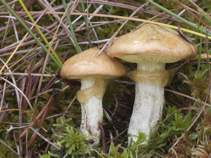 Suillus flavidus